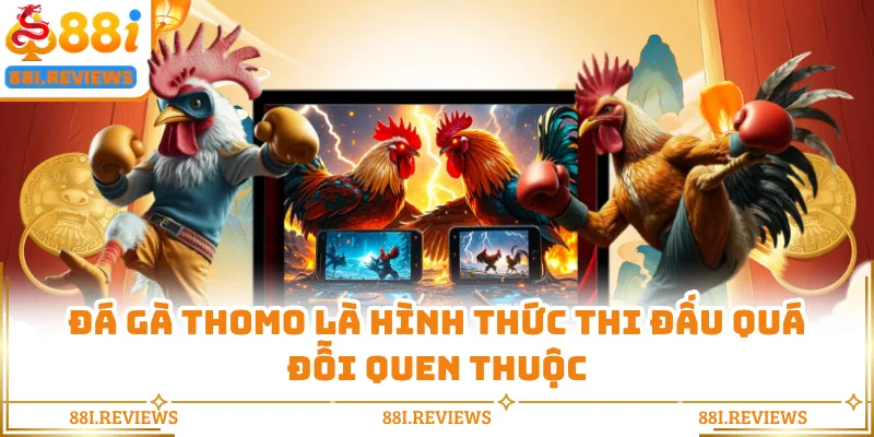 Đá gà Thomo là hình thức thi đấu quá đỗi quen thuộc